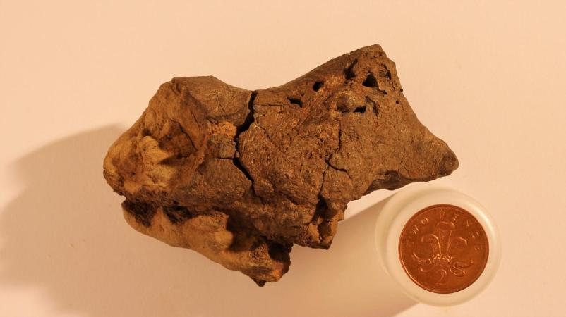 This May Be The First Dinosaur Brain Ever Studied. What Can It Teach Us?