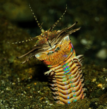 Mystery Animal Contest: Who Is This Colorful Creature?