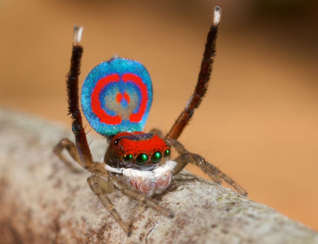 peacock spider