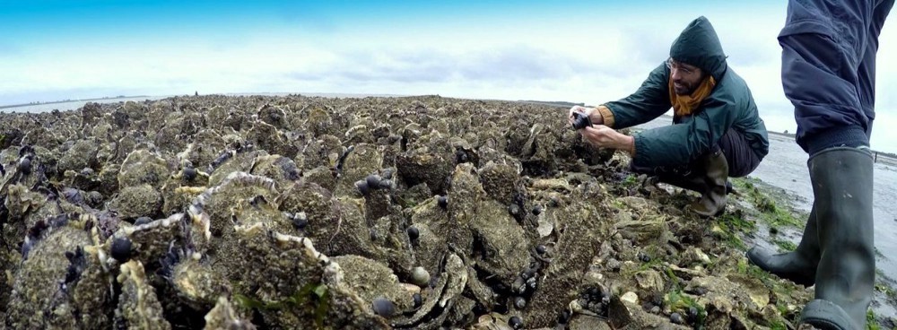 Artificial oyster reef in the Netherlands