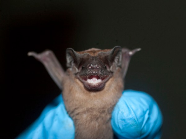 Why Are Bats’ Immune Systems Totally Different From Any Other Mammal’s?