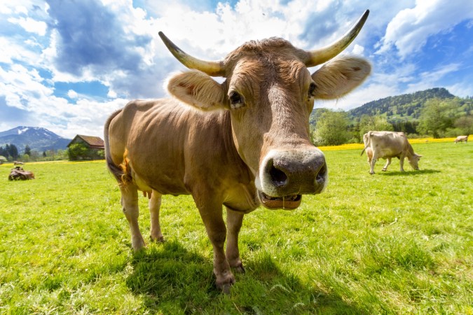 Homeopathy doesn’t work for cows, either