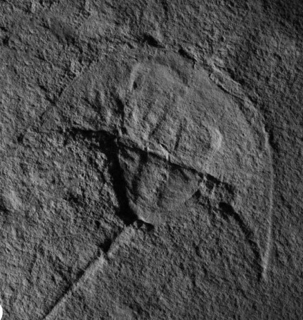 You have to admit that this horseshoe crab looks just like Darth Vader