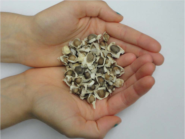 Moringa oleifera seeds