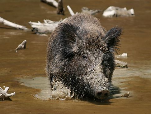 German Boars Are Too Radioactive To Eat