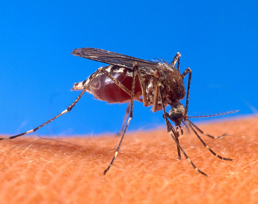 To Curb Malaria, Researchers Create Gene That Rapidly Spreads Through Mosquito Populations