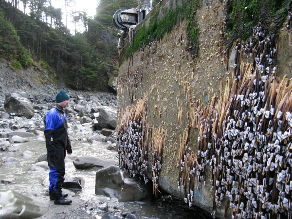 Tons of living animals have floated from Japan to Oregon on plastic junk