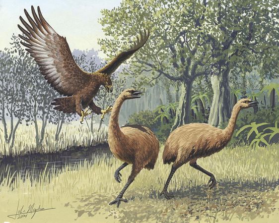 These Massive Extinct Eagles Could Have Carried Off That Toddler’s Dad