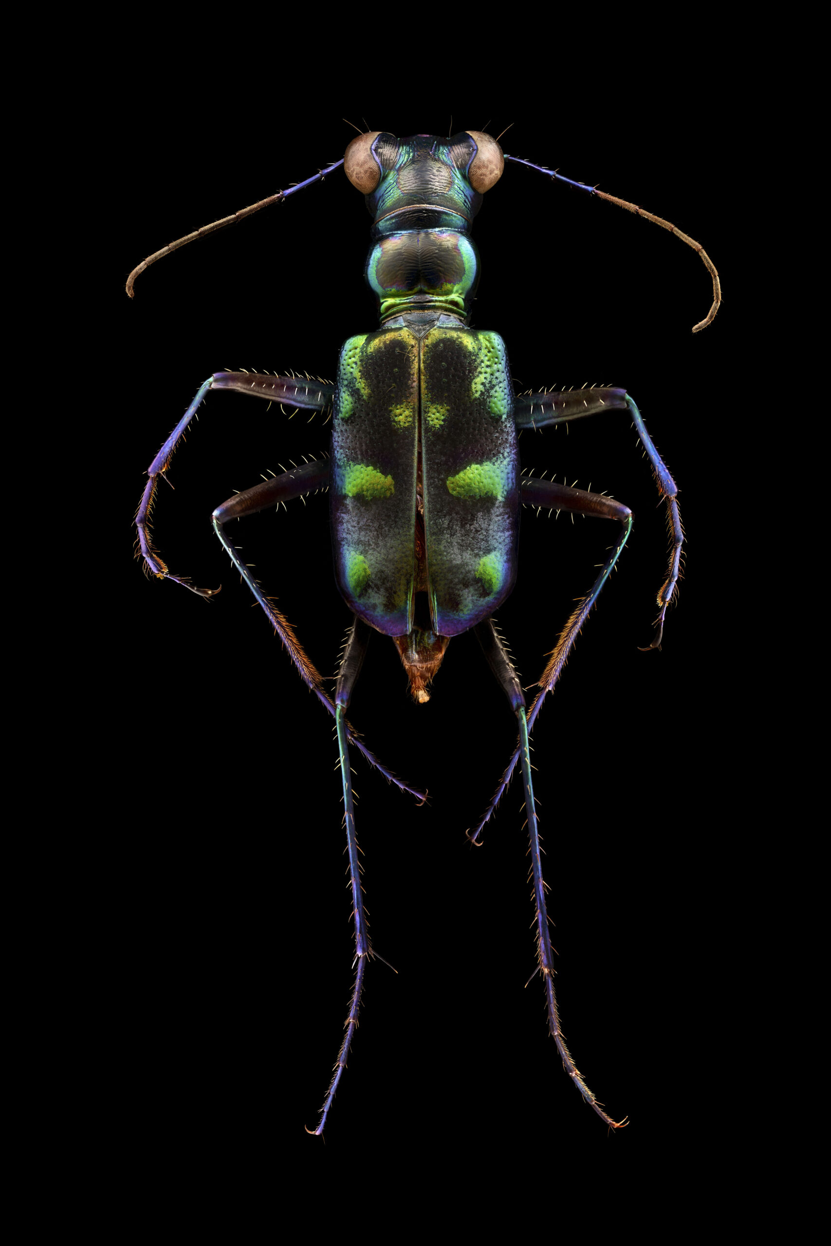 tiger beetle