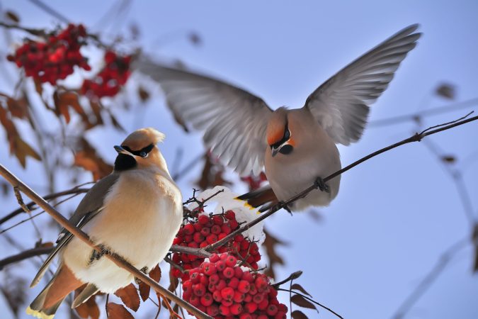 Drunk birds are wreaking havoc in Minnesota