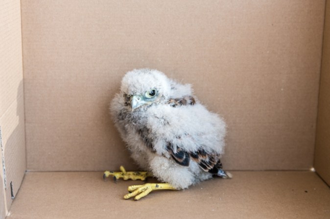 Adorable Baby Falcon Found At CERN