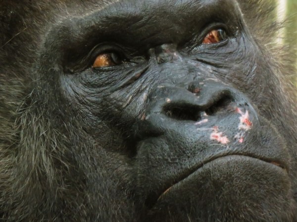 This vaccine just might stop Ebola from annihilating the great apes