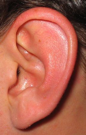 Stem Cells Easy on the Ears