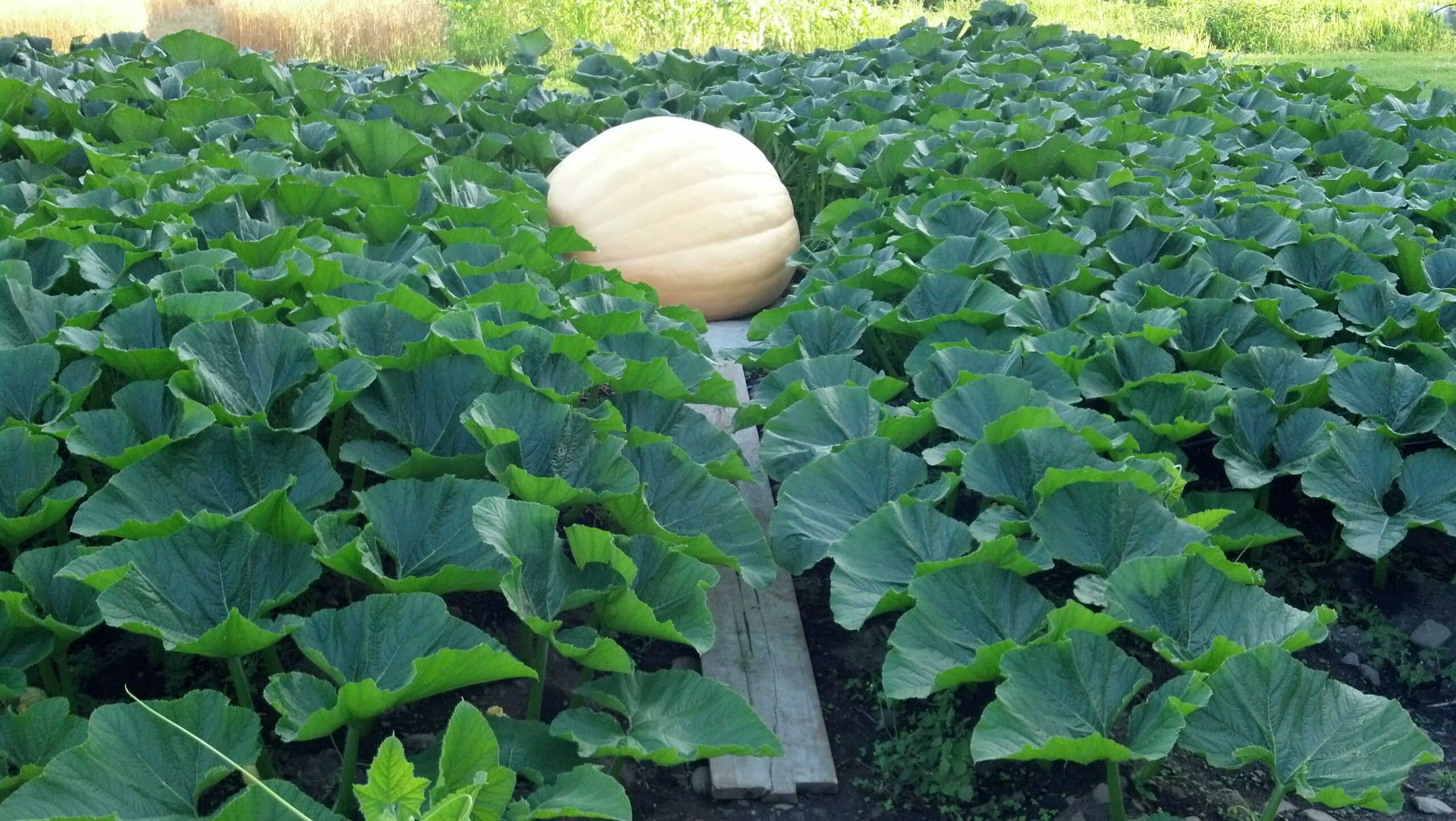 giant pumpkin