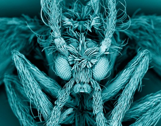 The Best Medical Images of 2012