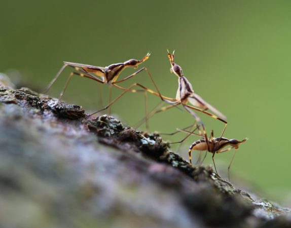 Previous Sex Partners’ Semen Can Influence Fly Offspring