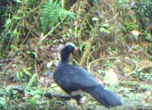 Peruvian Camera Traps Catch Rare ‘Paddington Bear’ And Endangered Bird