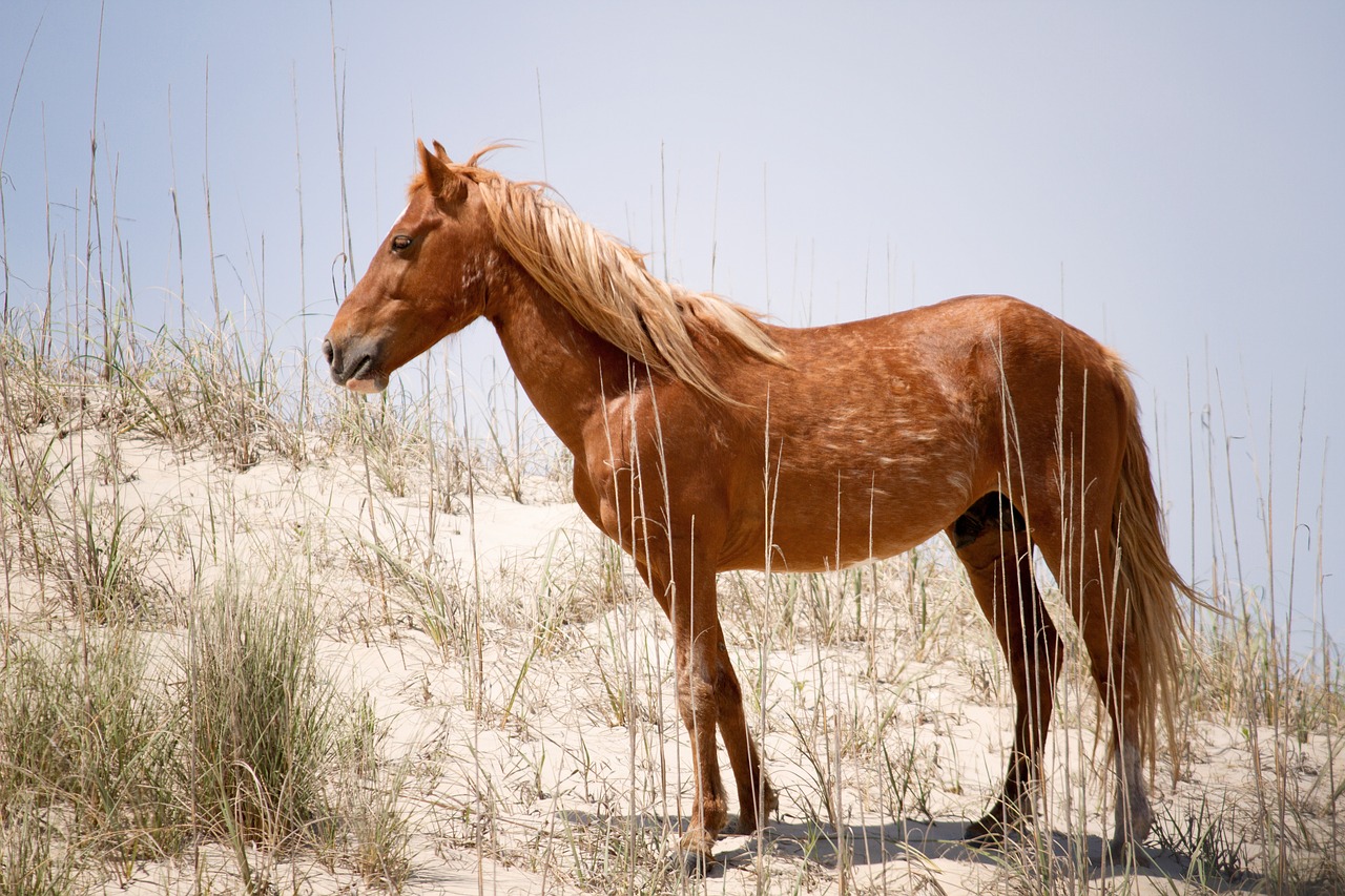 A wild Spanish mustang