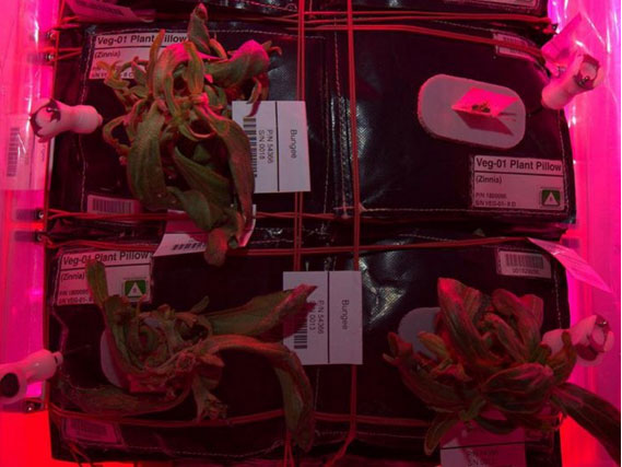 What’s Up With The Dying Plants On The Space Station?