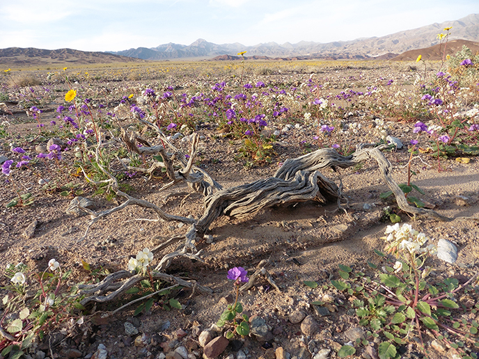 Wildflowers in Death Valley