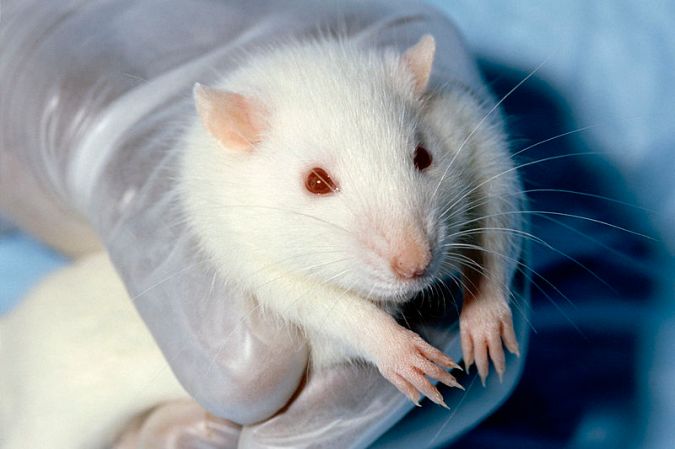 Researchers Manipulate the Dreams of Rats, Opening the Door to ‘Dream Engineering’