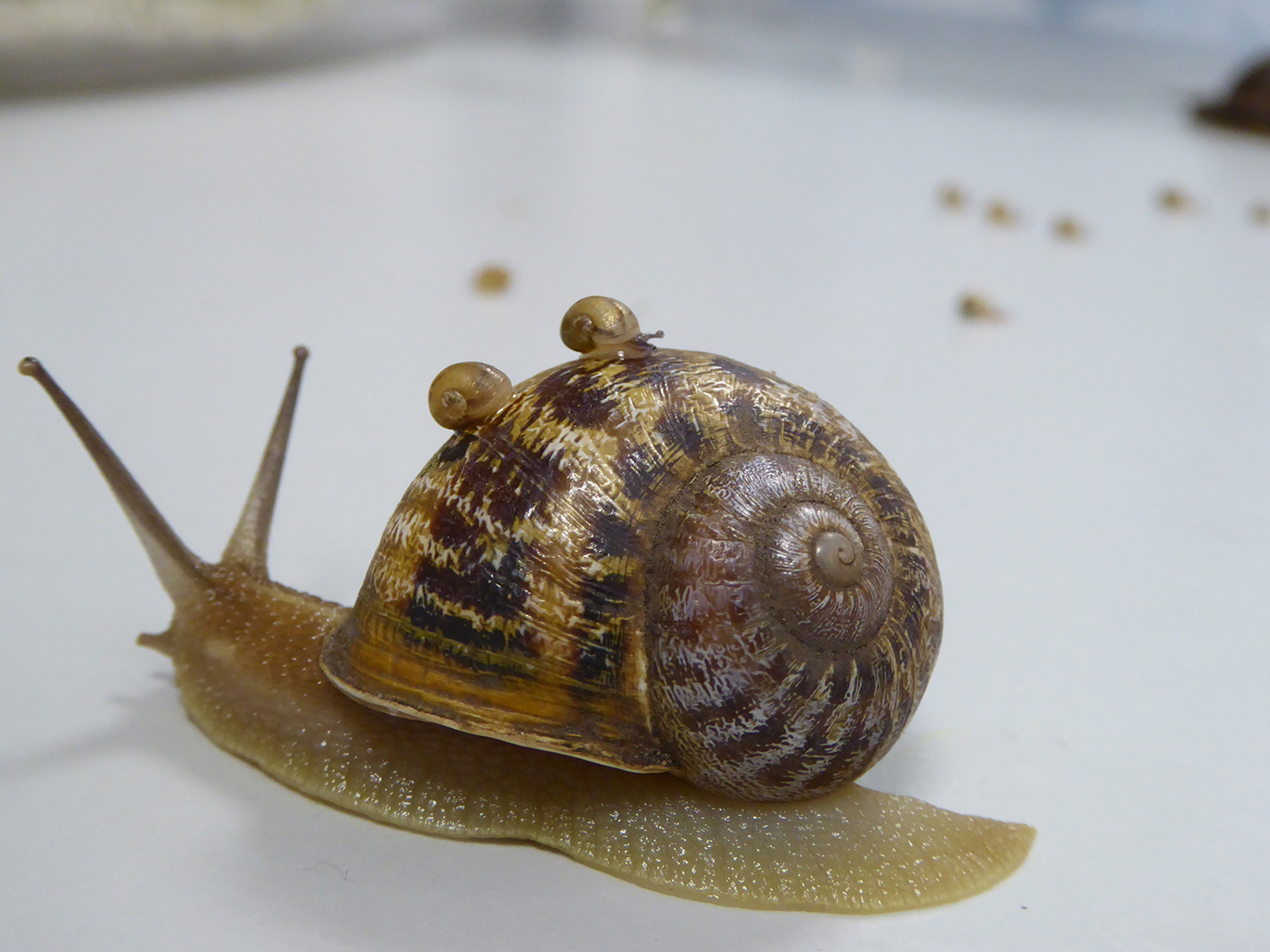 Jeremy the lefty snail has now been rejected by two other lefty snails