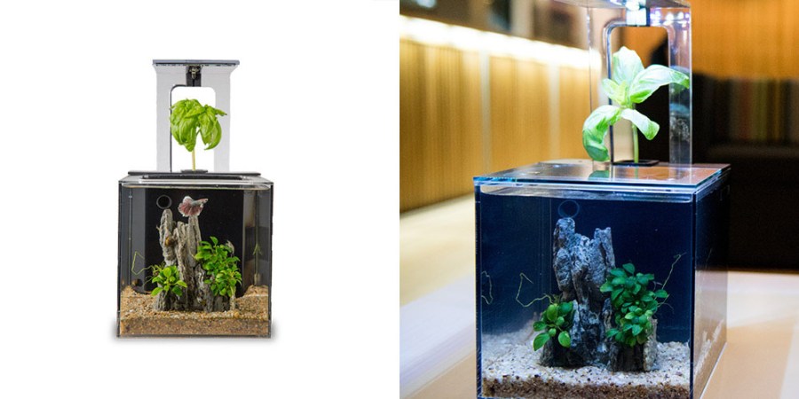 EcoQube C Aquarium