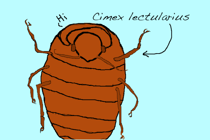 Why Are Bedbugs Back?