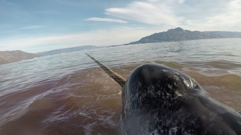 Humans may be scaring narwhals to death
