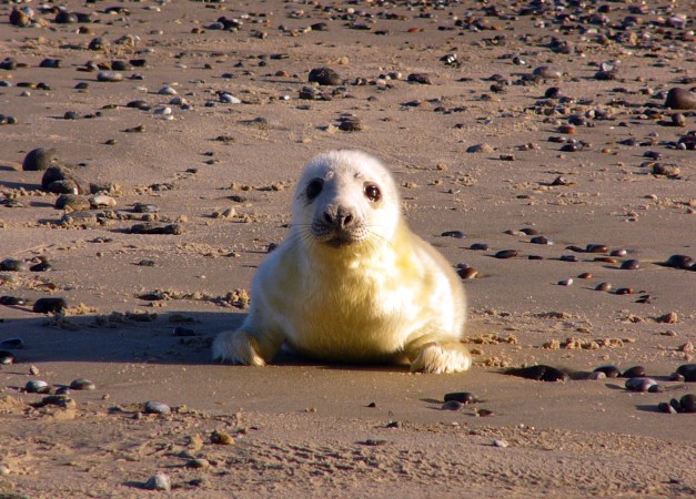 Gray seals are making a huge comeback