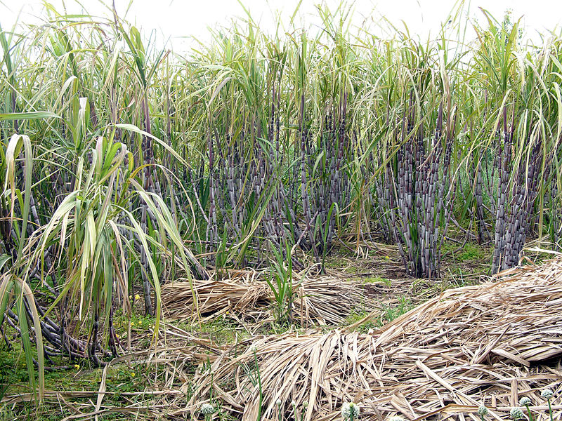 Sugar Cane