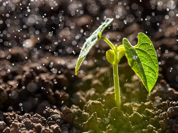 plant in the rain