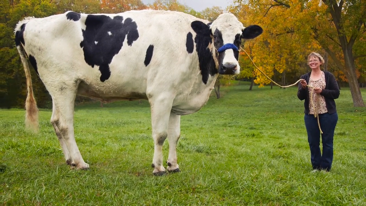 An Exceedingly Large Cow, Bill Nye Takes On Skynet, And Other Amazing  Images Of The Week