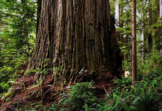  Giant Dawn Redwood