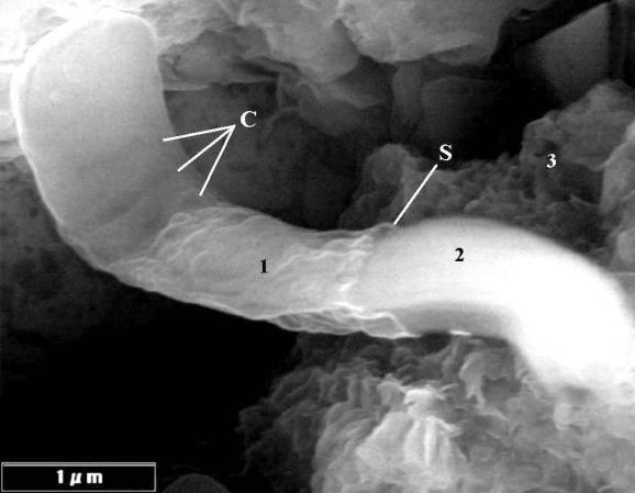 NASA Scientist Claims to See Alien Life In Meteorites, Controversy Ensues