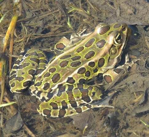 The Amphibial Canary is Dead