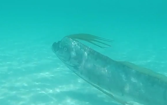 Watch Rare Footage Of Living, Swimming Oarfish