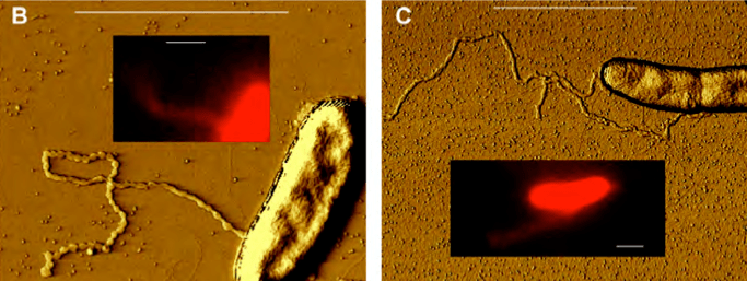 This Bacterium Shoots Out Wires From Its Body To Power Itself