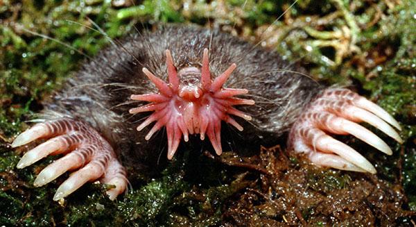 star-nosed mole