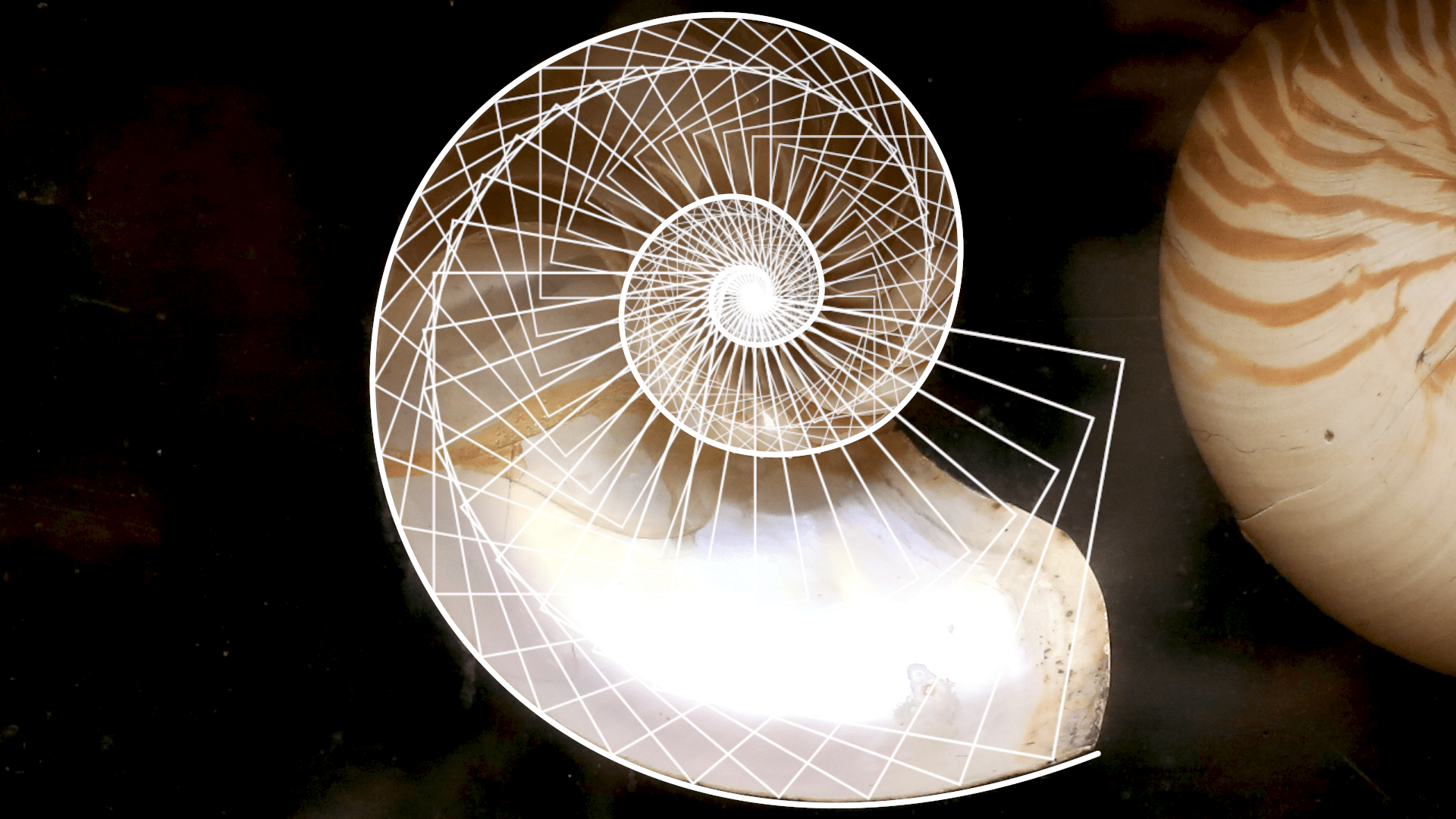 Nautilus shell fractal