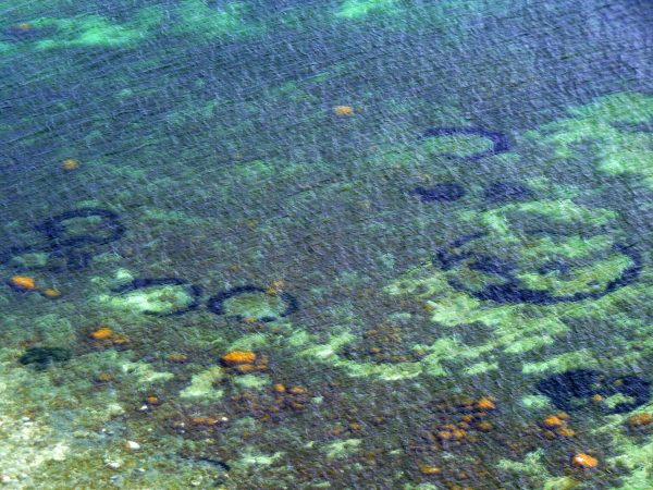 The Scientific Explanation Behind Underwater ‘Fairy Circles’