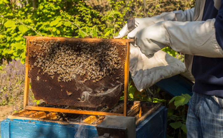 A sting-free guide to becoming a DIY beekeeper