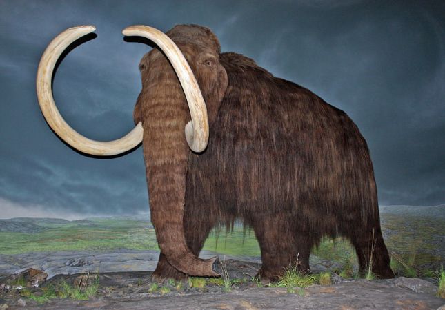 Russian and Korean Researchers Will Inject Mammoth DNA Into Elephant Eggs, Resurrecting 10,000-Year-Old Beast