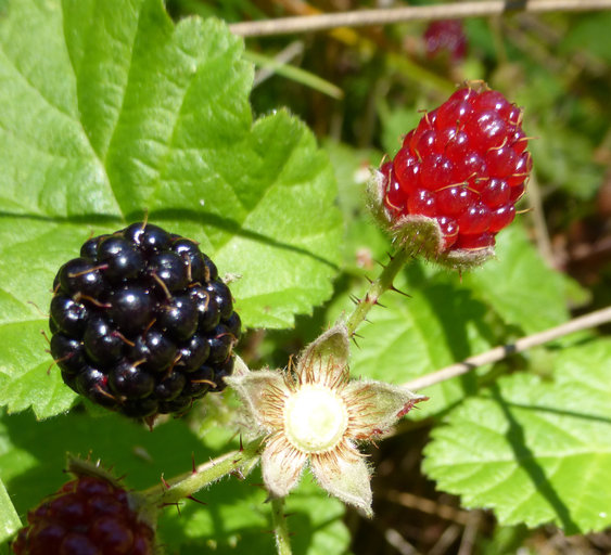 blackberries