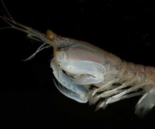 The Eye of the Mantis Shrimp