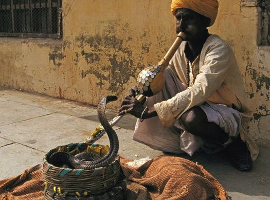 FYI: Can Snakes Really Be Charmed By Music?