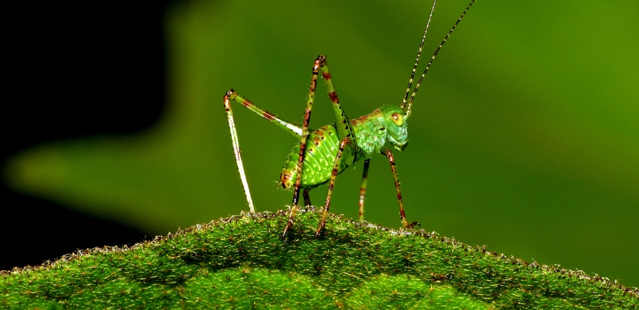 The Parasite A Cricket’s Nightmares Are Made Of