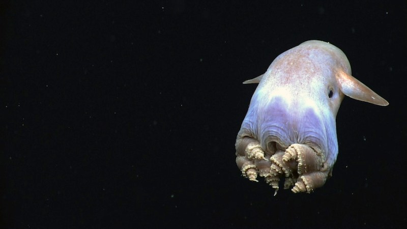 10 GIFs Of Deep-Sea Creatures Encountering A Sub