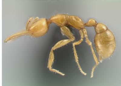 Newest Ant Species is Has Oldest Ancestors