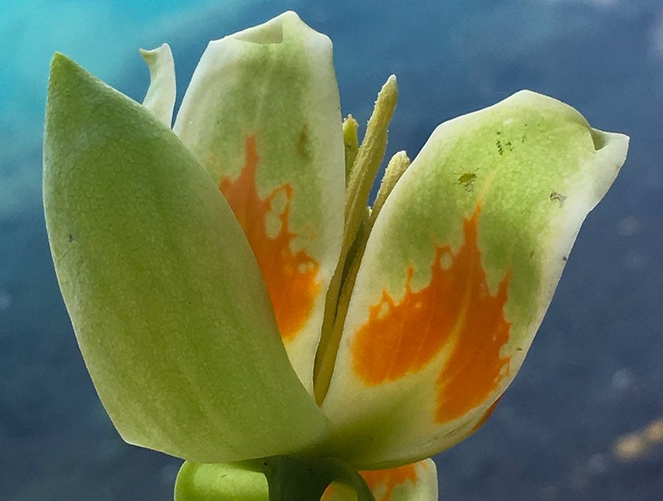 Flower of a tree